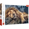 Puzzle - 1000 - Śpiący lew / 500 px 10447 Puzzle - 1000 - Śpiący lew / 500 px 10447