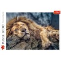 Puzzle - 1000 - Śpiący lew / 500 px 10447 Puzzle - 1000 - Śpiący lew / 500 px 10447